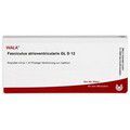 FASCICULUS atrioventricularis GL D 12 Ampullen