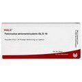 FASCICULUS atrioventricularis GL D 10 Ampullen